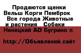 Продаются щенки Вельш Корги Пемброк  - Все города Животные и растения » Собаки   . Ненецкий АО,Бугрино п.